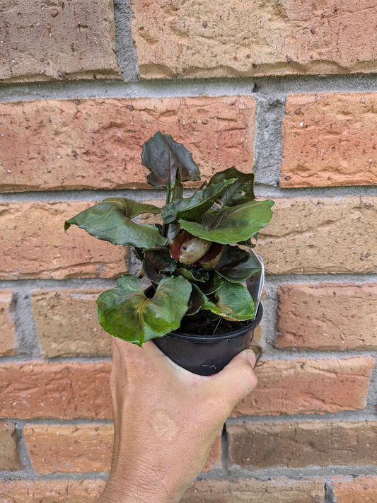 Syngonium Strawberry Ice