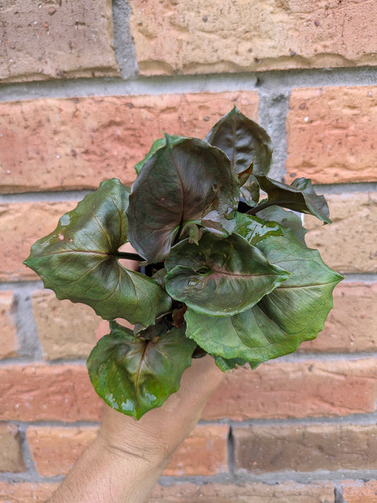 Syngonium Strawberry Ice