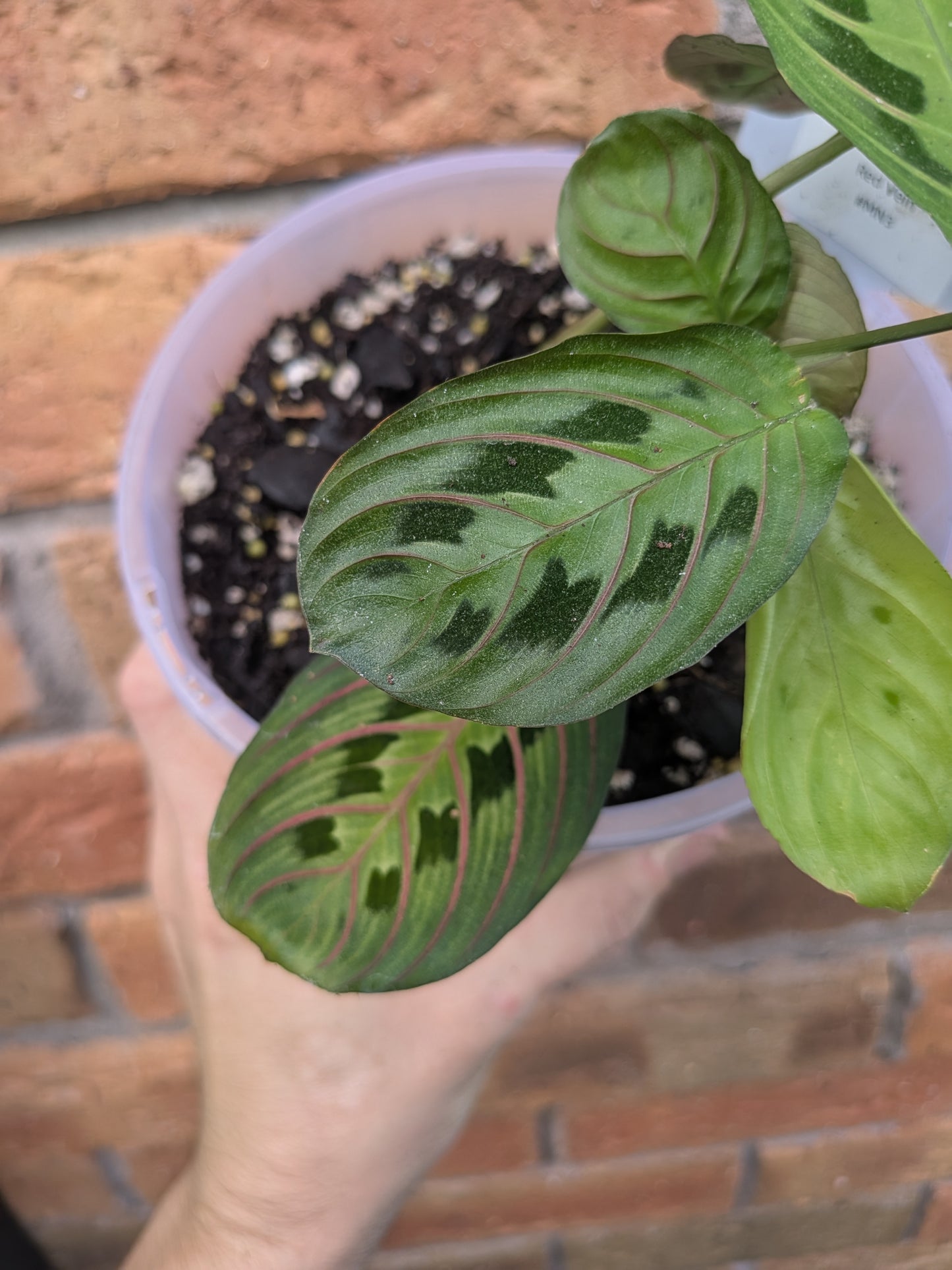 Maranta Red Vein