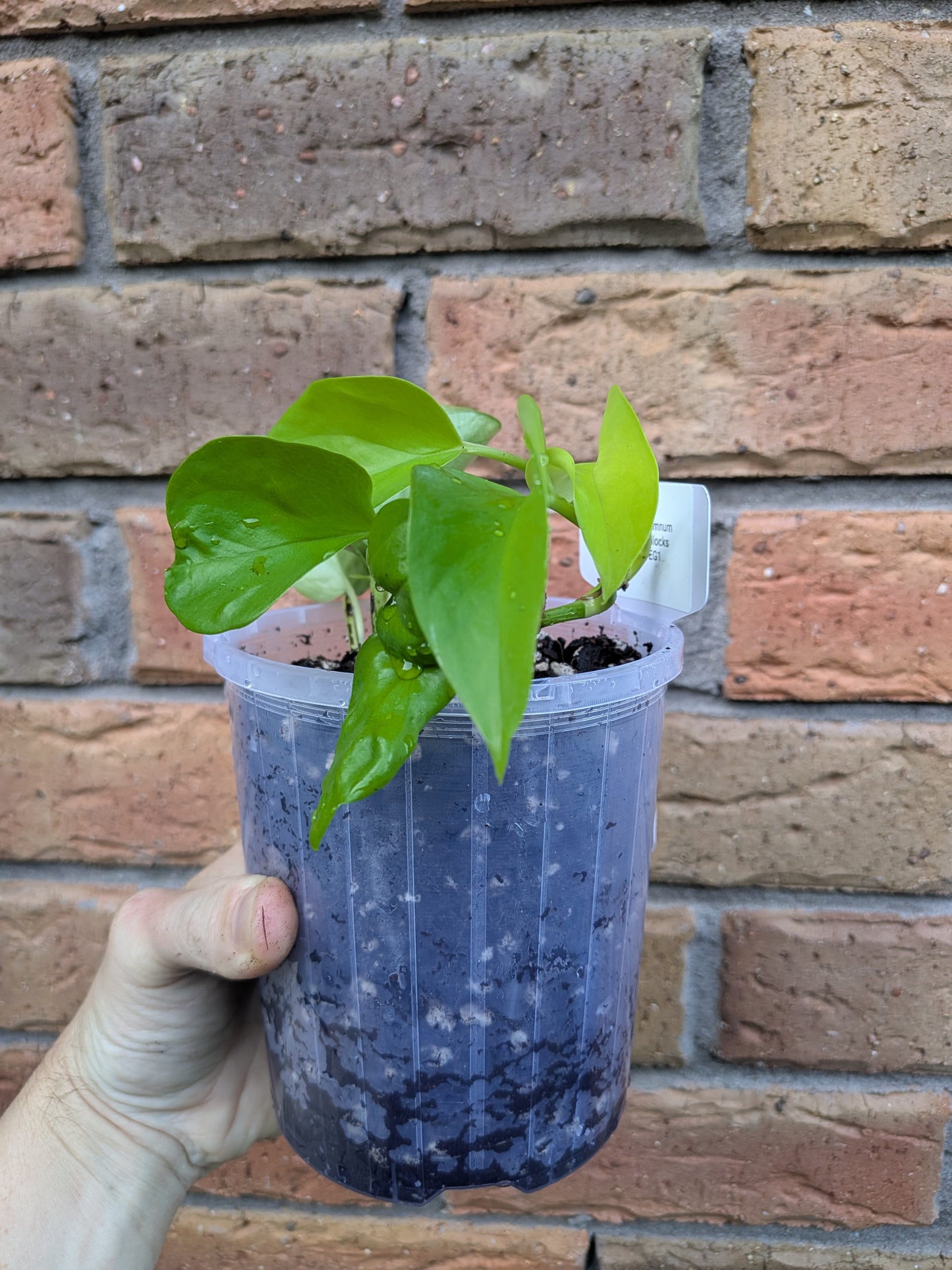 Epipremnum Goldilocks