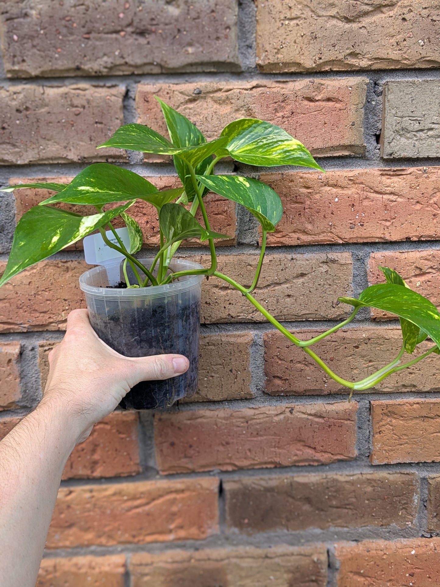 Epipremnum Golden Pothos