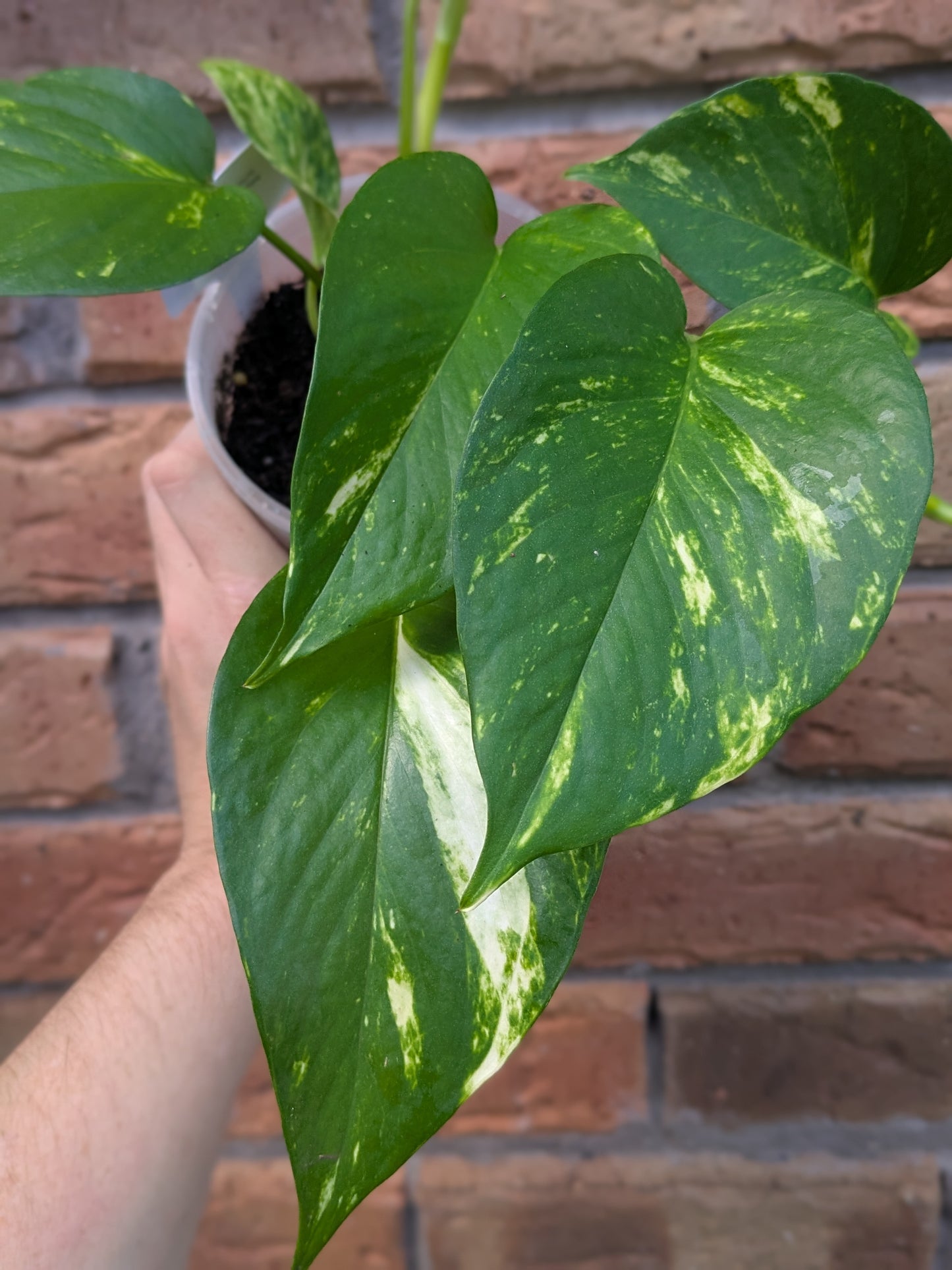 Epipremnum Golden Pothos