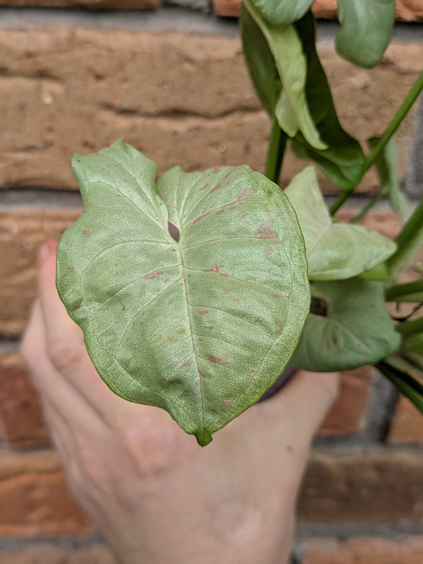 Syngonium Confetti