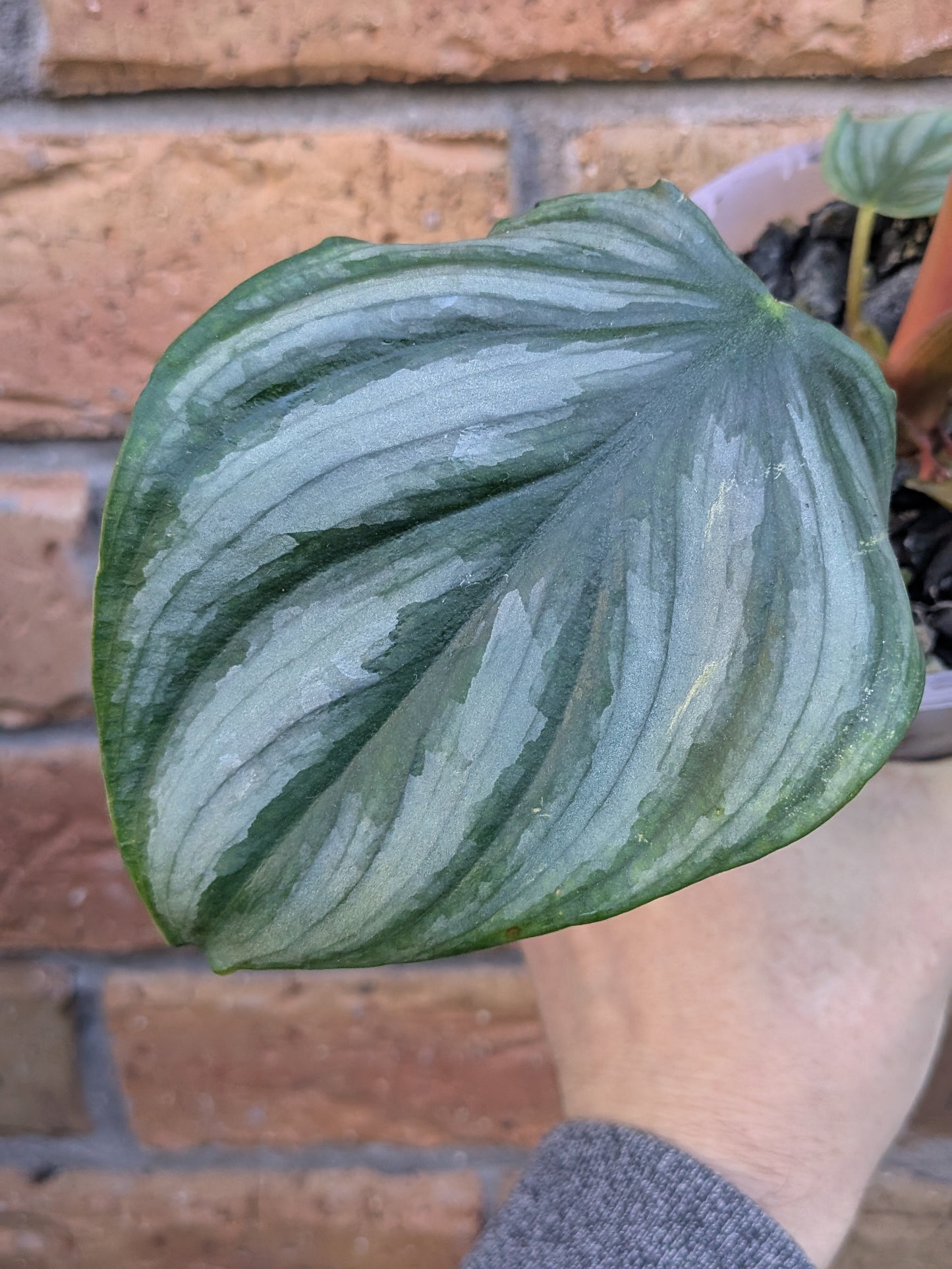 Philodendron Plowmanii