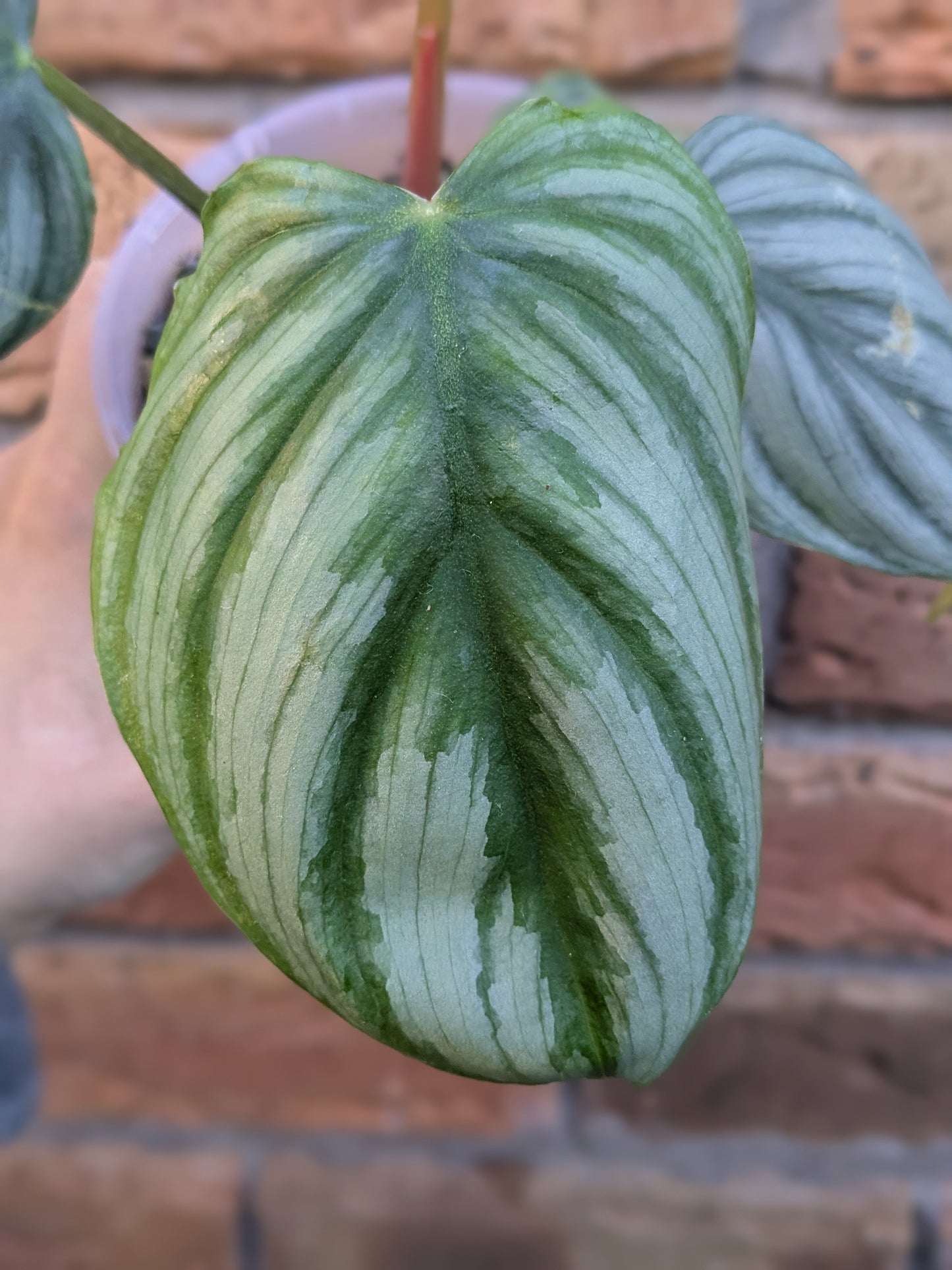 Philodendron Plowmanii