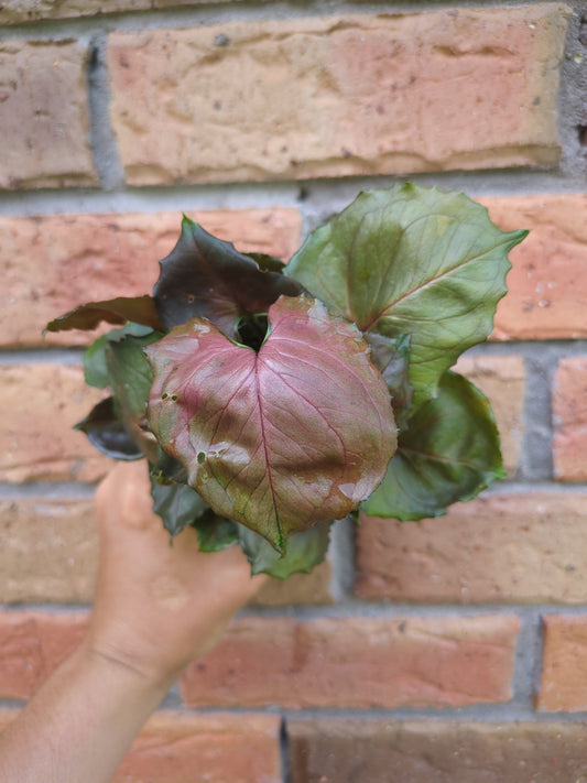 Syngonium Strawberry Ice