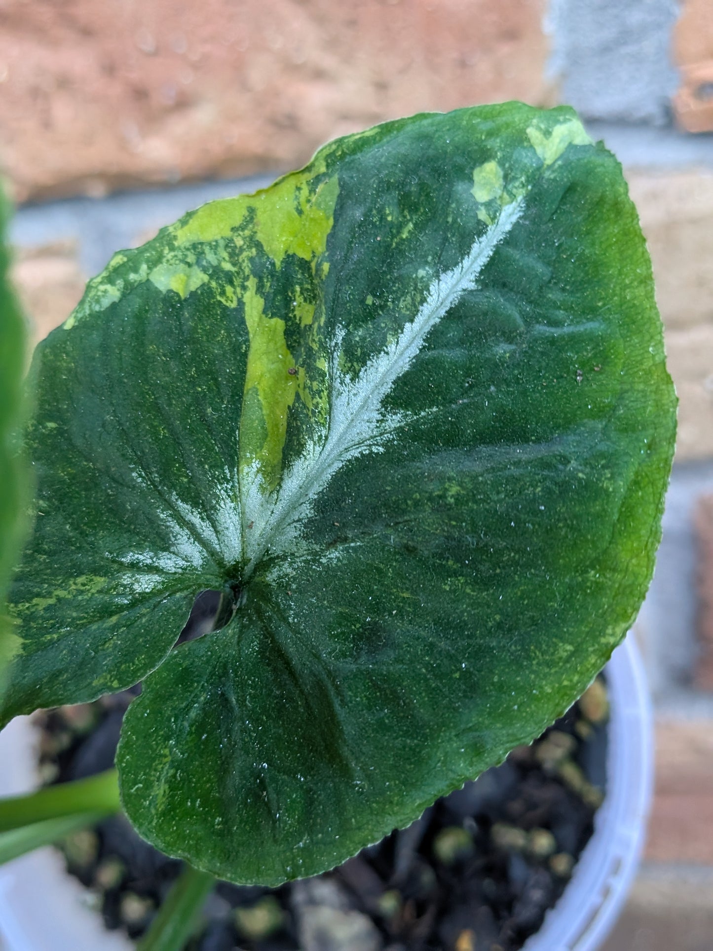 Syngonium Scrambled Eggs