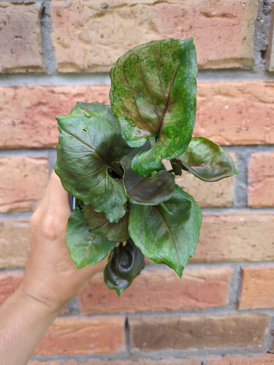 Syngonium Strawberry Ice