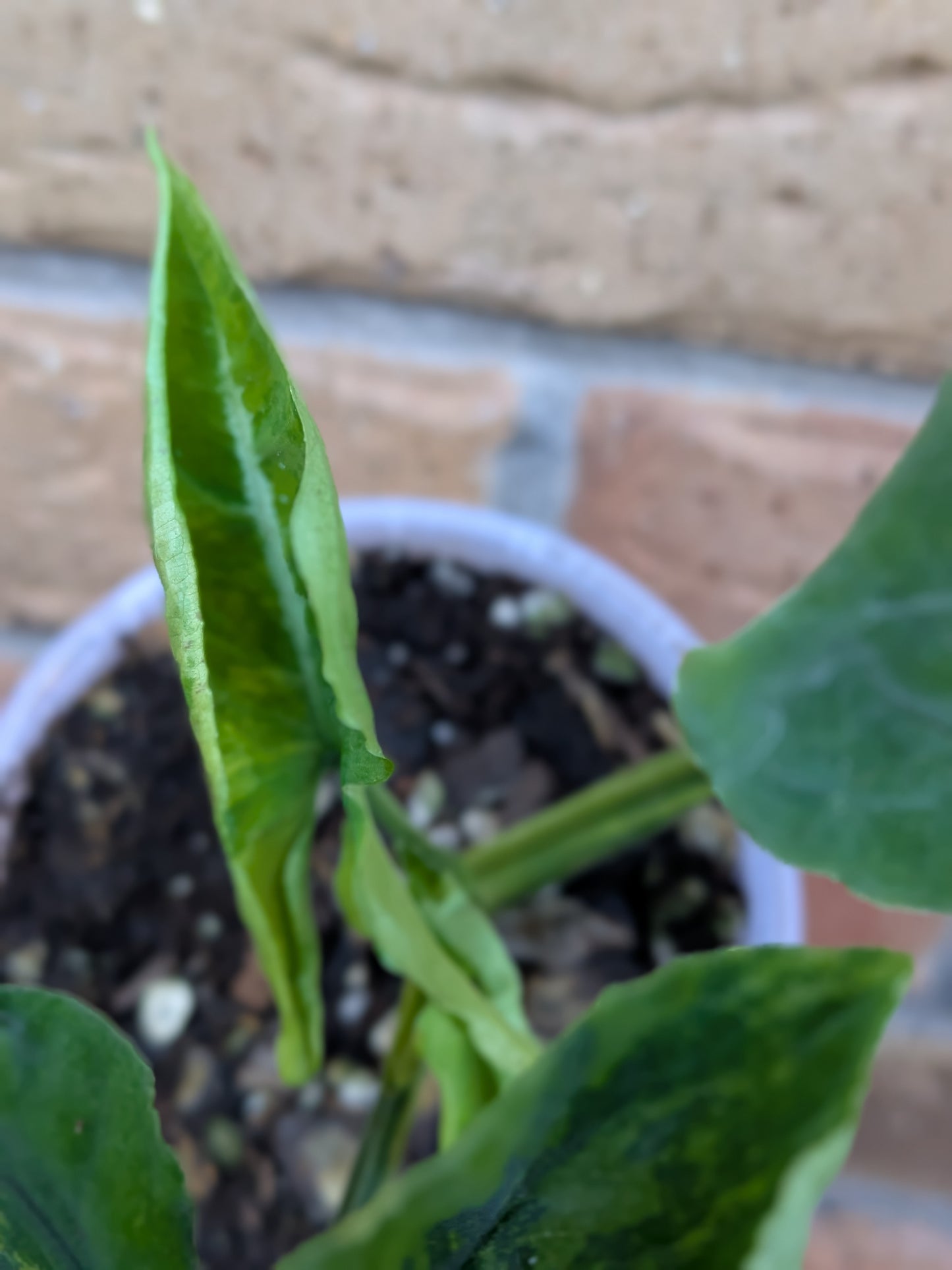 Syngonium Scrambled Eggs