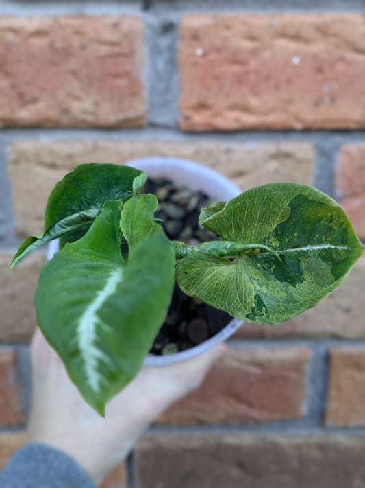 Syngonium Scrambled Eggs