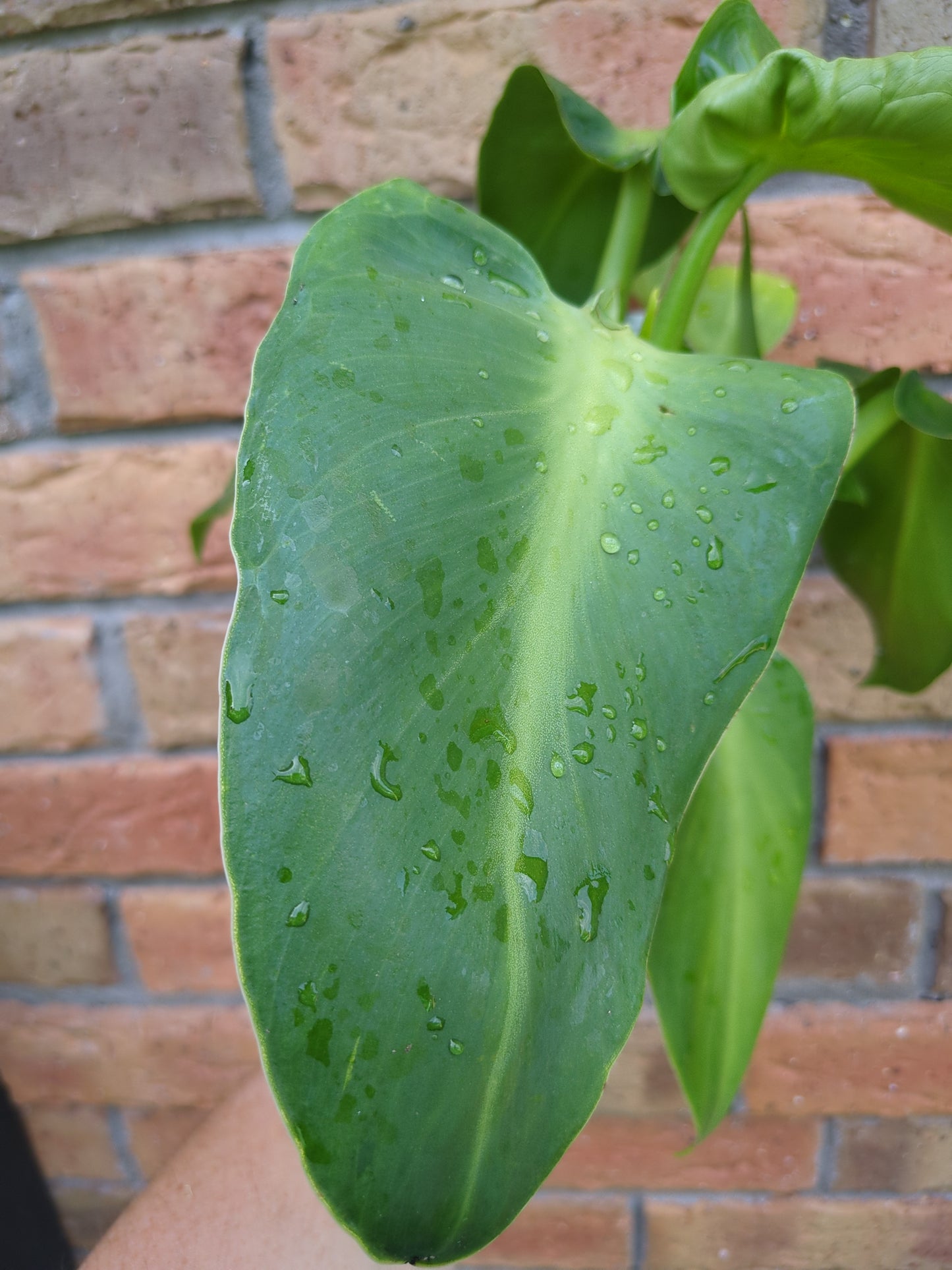 Philodendron Sows Ear
