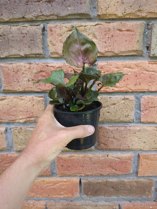 Syngonium Strawberry Ice