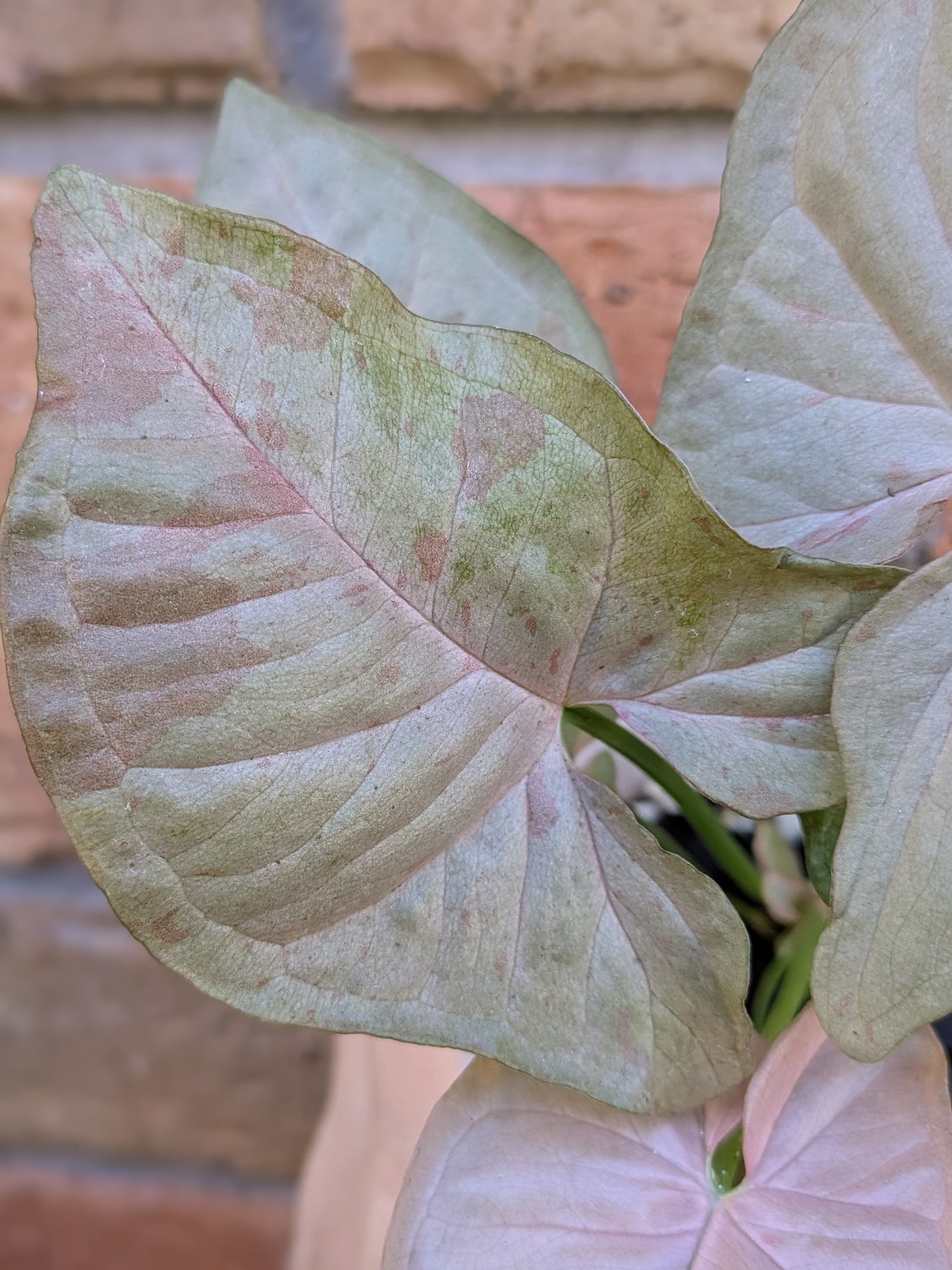 Syngonium Pink Spot
