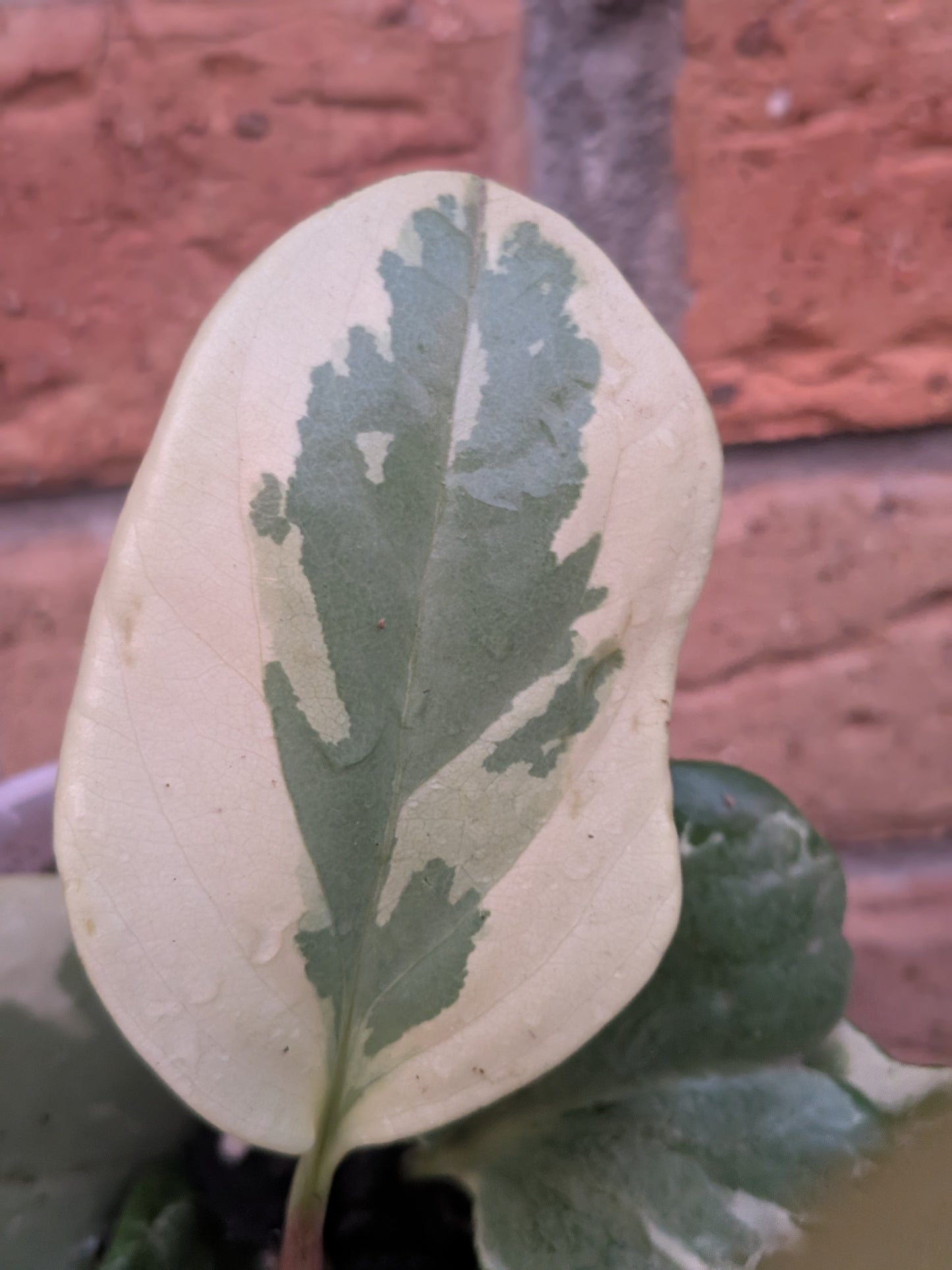 Peperomia Obtusifolia Variegata