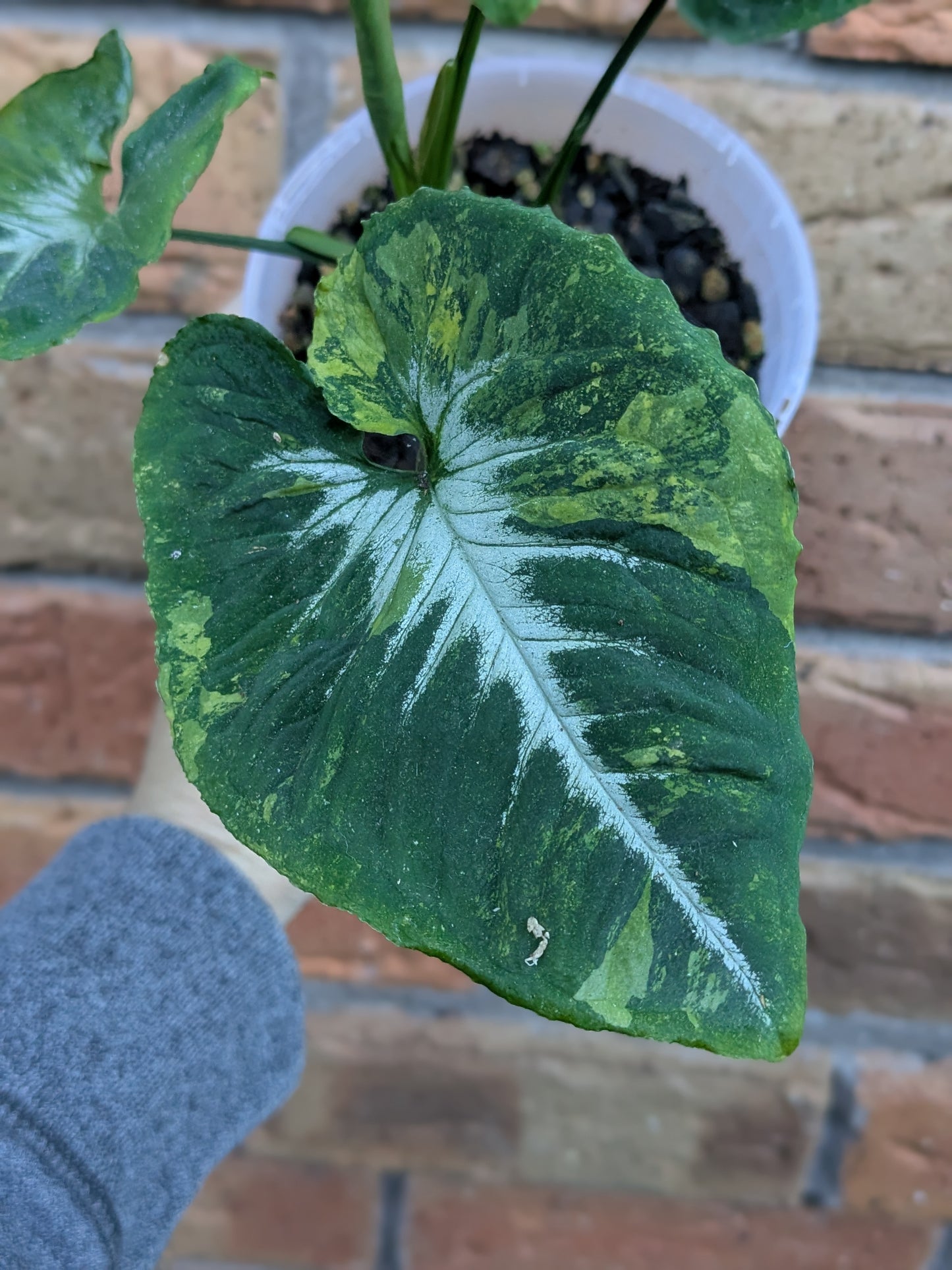 Syngonium Scrambled Eggs