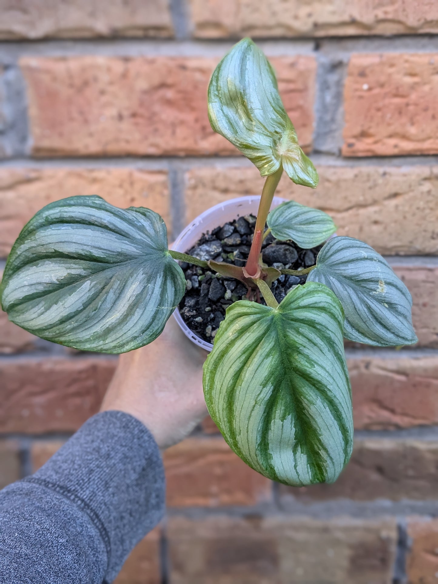 Philodendron Plowmanii