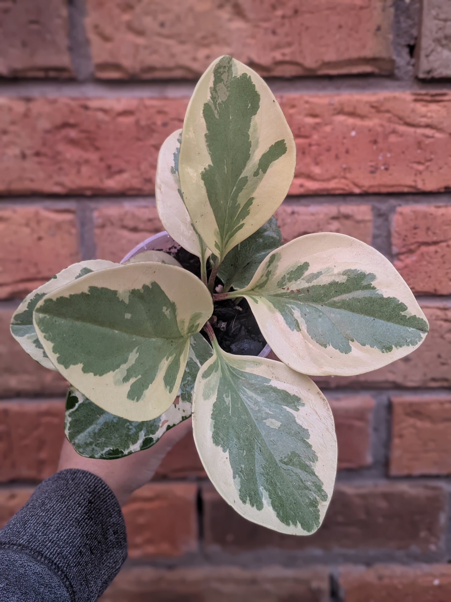 Peperomia Obtusifolia Variegata