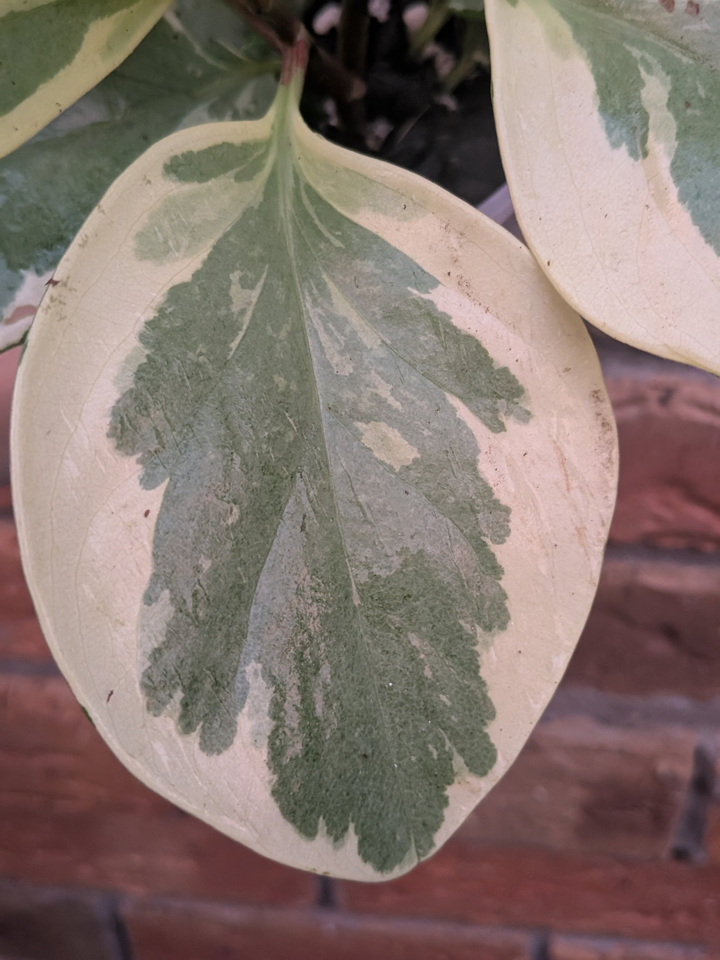 Peperomia Obtusifolia Variegata
