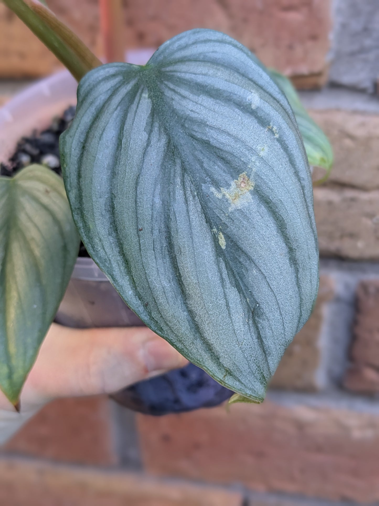 Philodendron Plowmanii