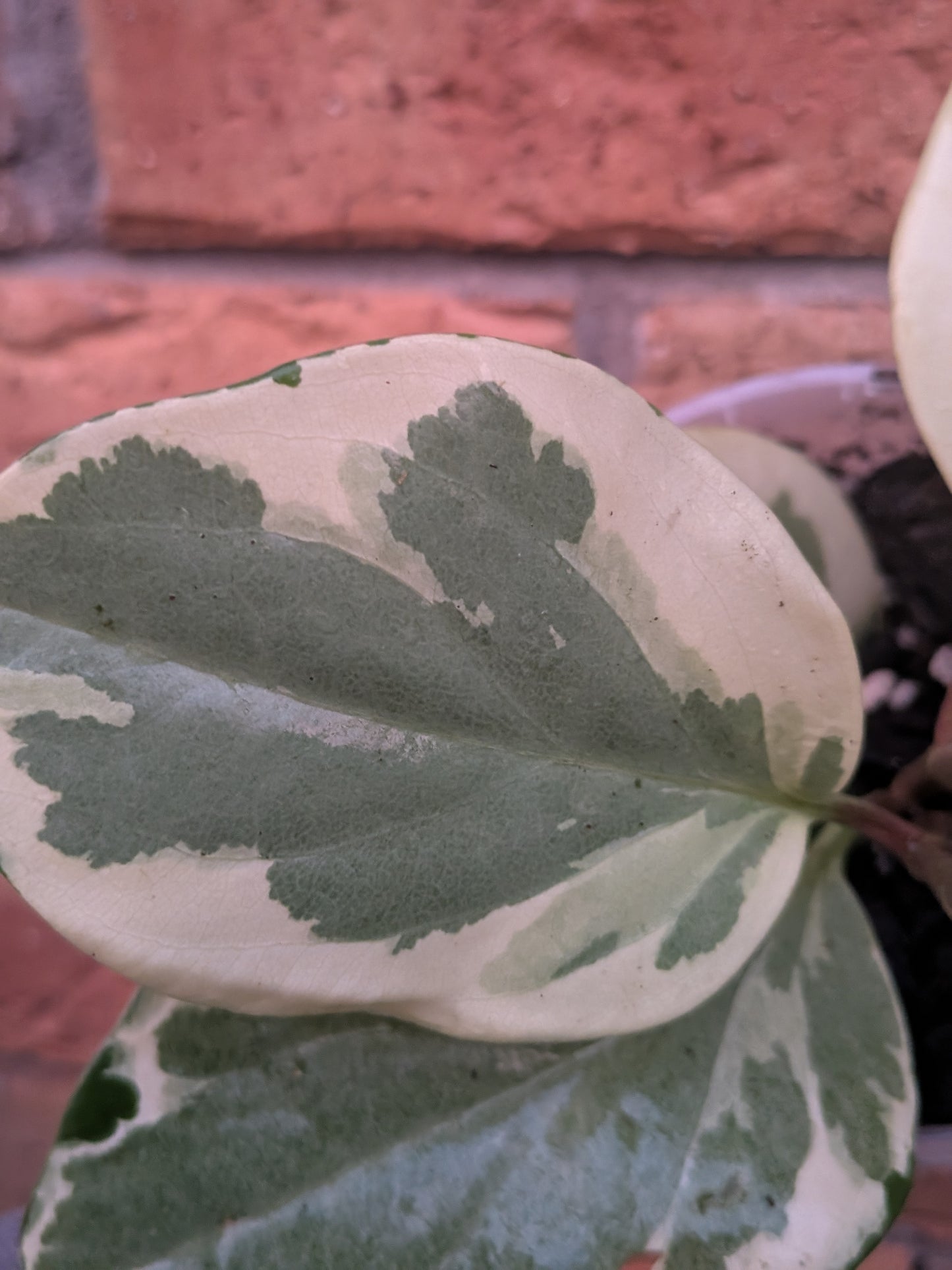 Peperomia Obtusifolia Variegata