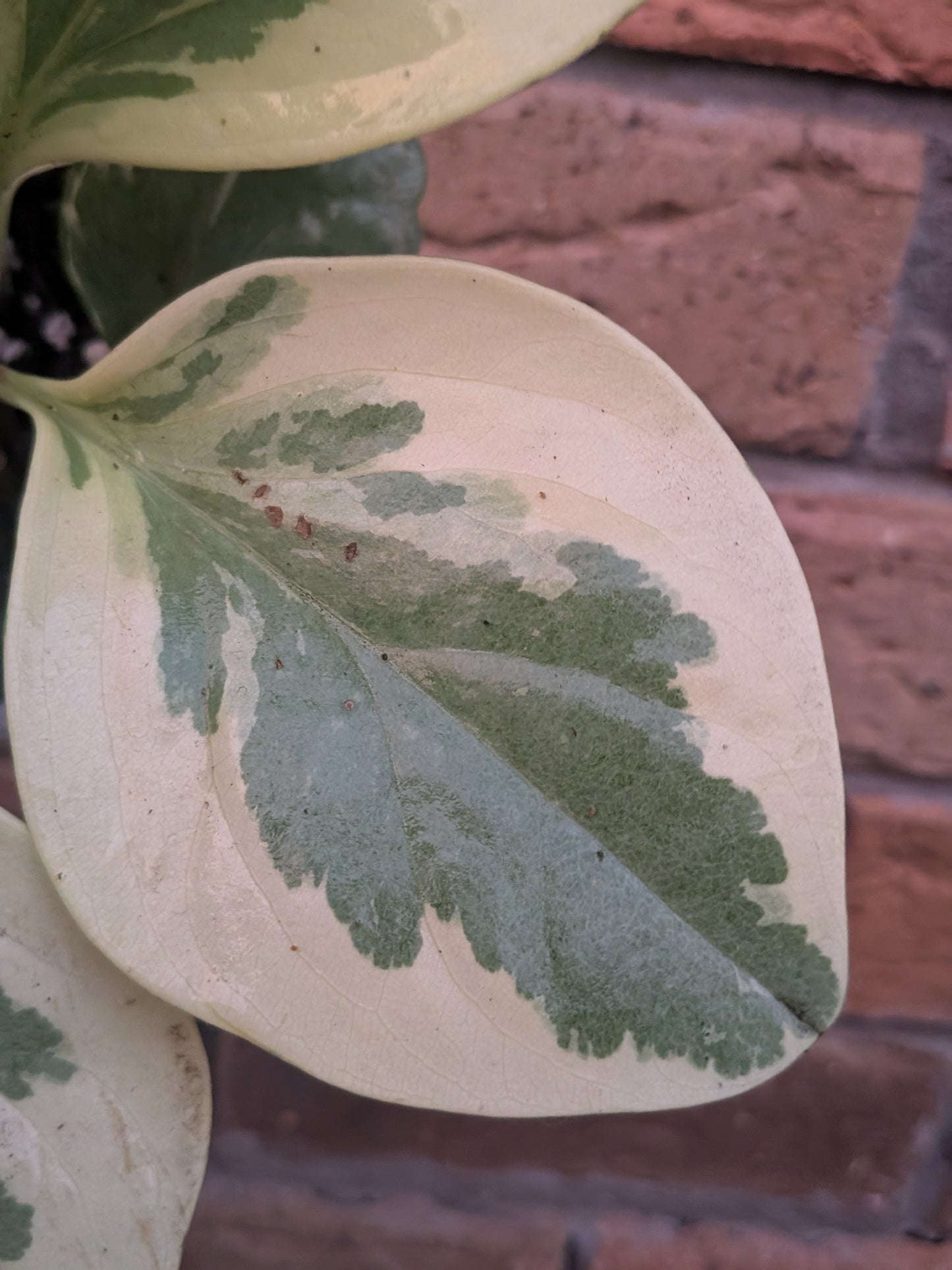 Peperomia Obtusifolia Variegata