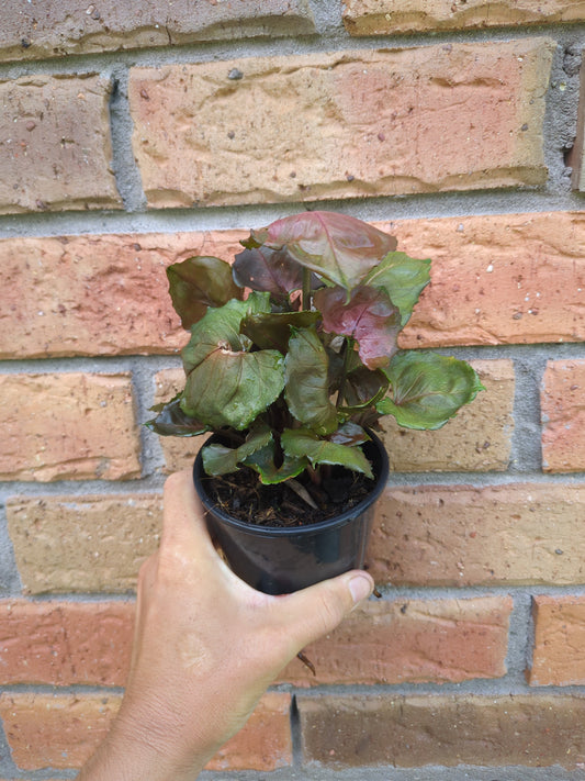 Syngonium Strawberry Ice