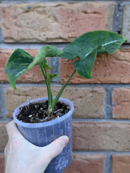 Syngonium Scrambled Eggs