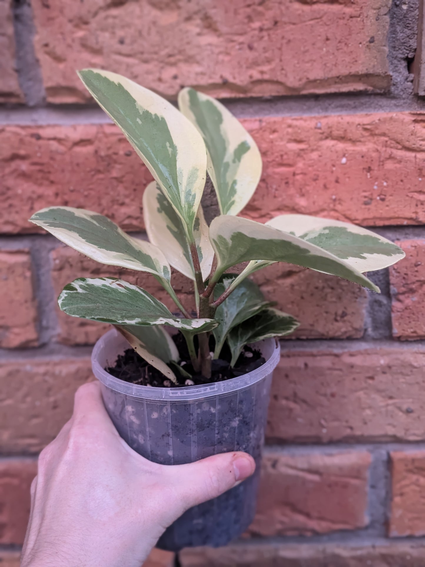 Peperomia Obtusifolia Variegata