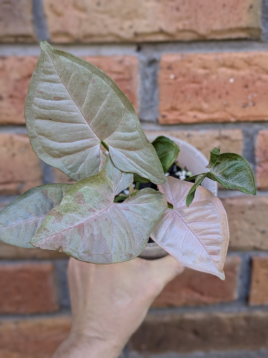 Syngonium Pink Spot