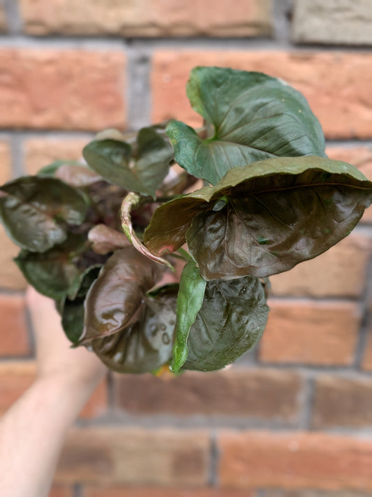 Syngonium Strawberry Ice