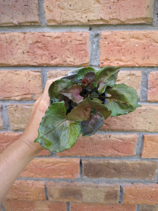 Syngonium Strawberry Ice