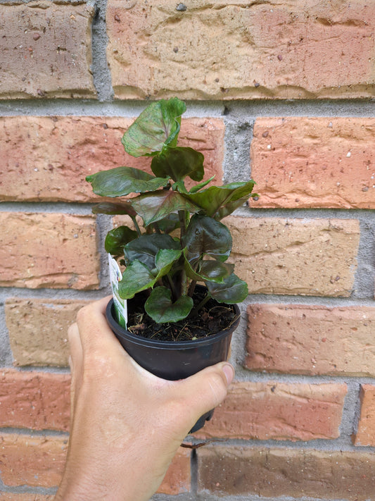 Syngonium Strawberry Ice