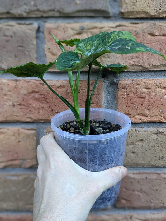 Syngonium Scrambled Eggs
