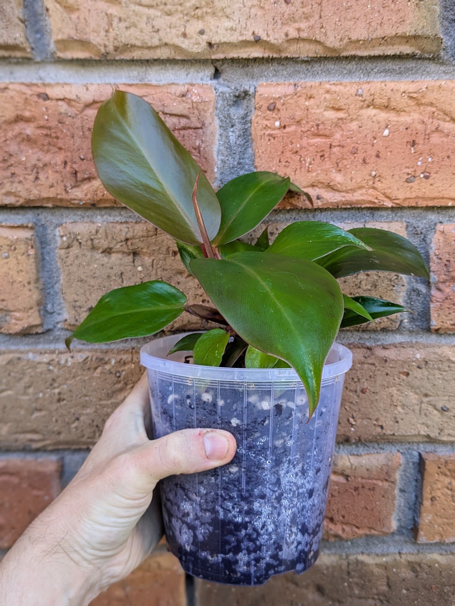 Philodendron Prince of Orange