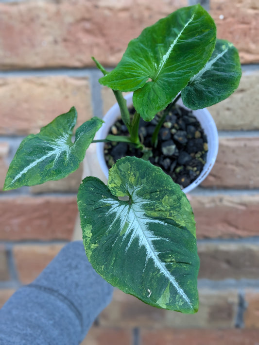 Syngonium Scrambled Eggs