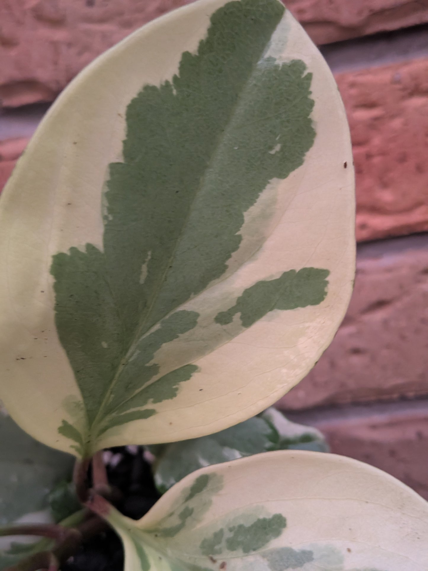 Peperomia Obtusifolia Variegata