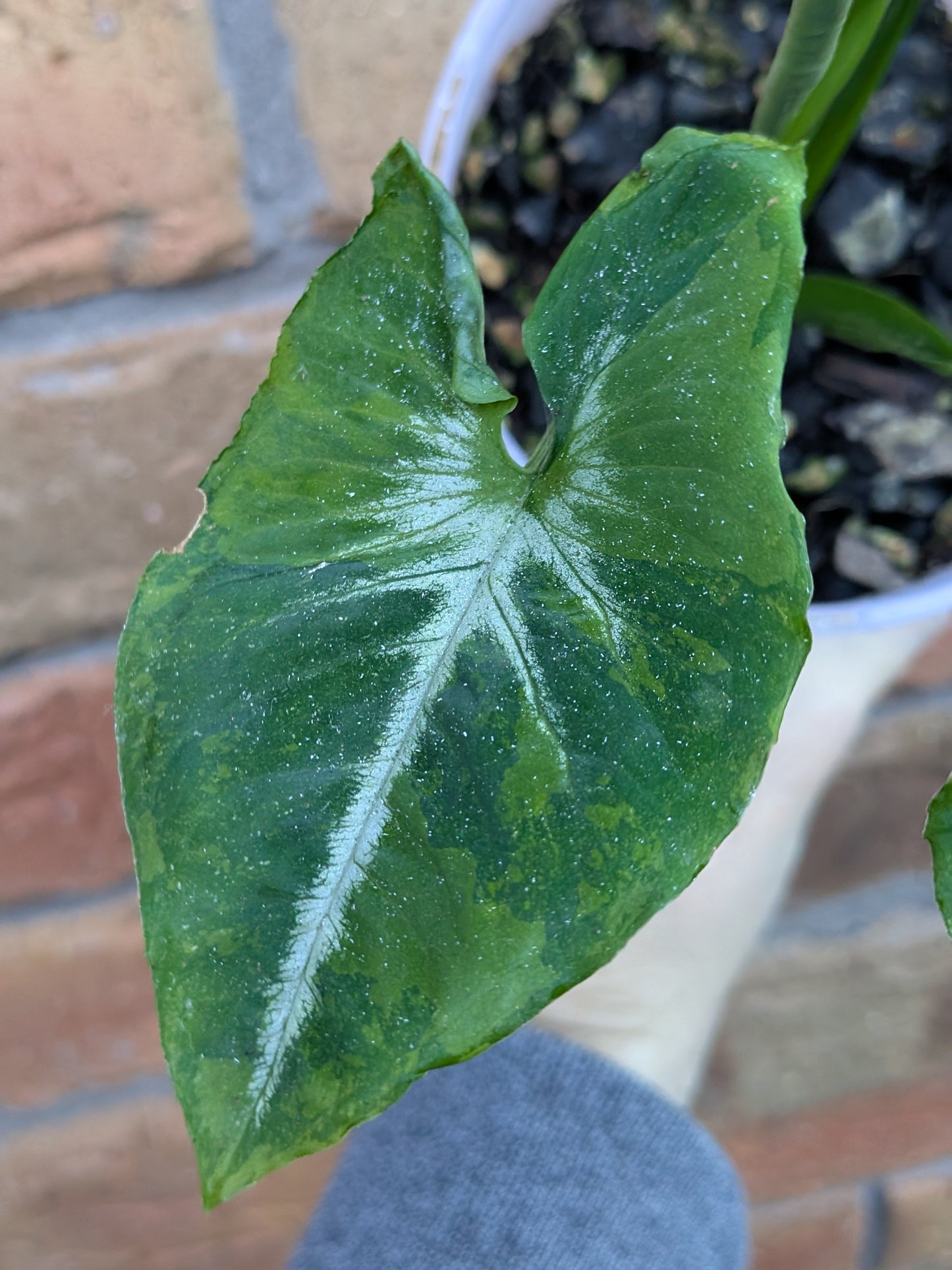 Syngonium Scrambled Eggs