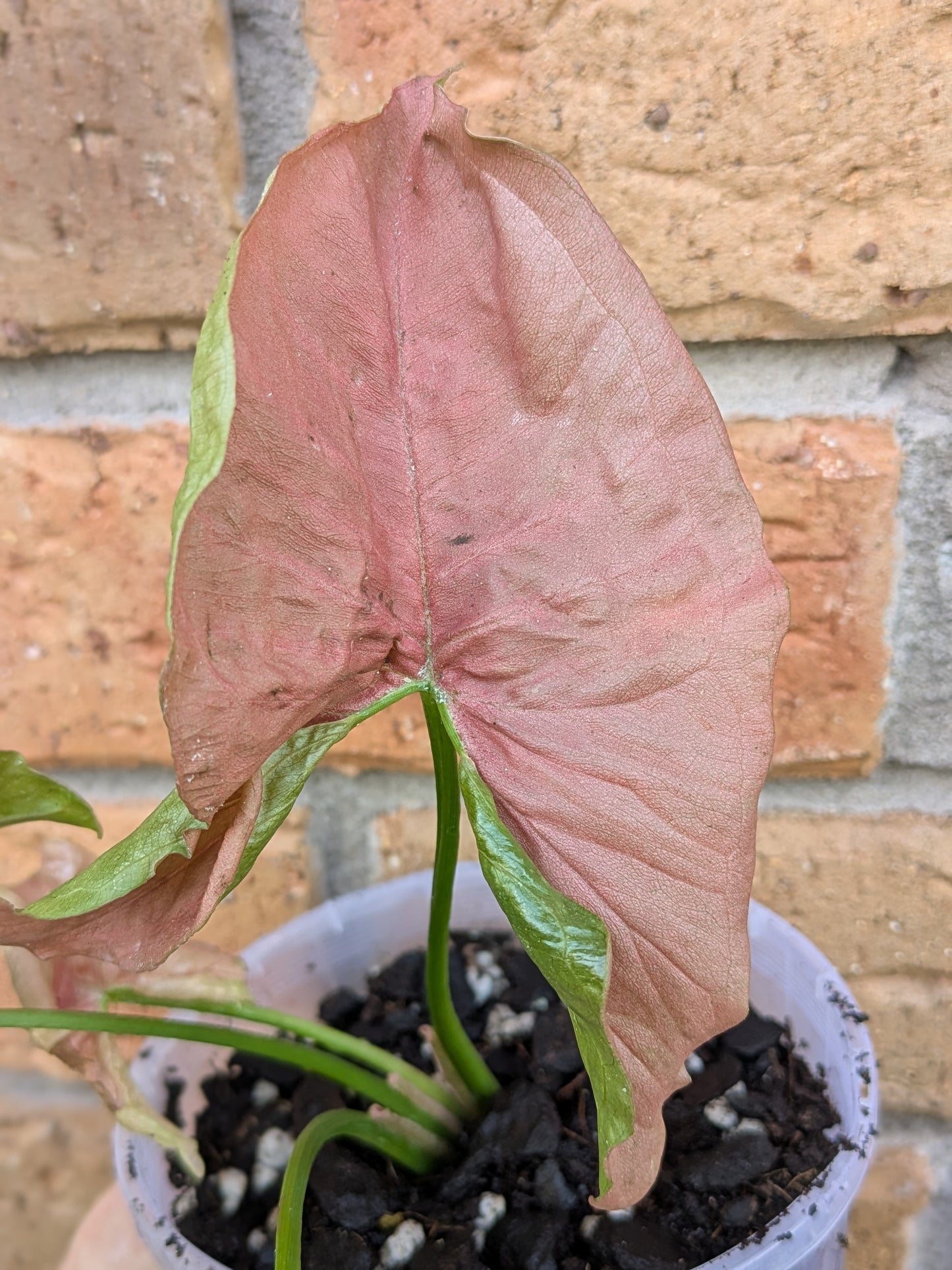 Syngonium Neon Pink