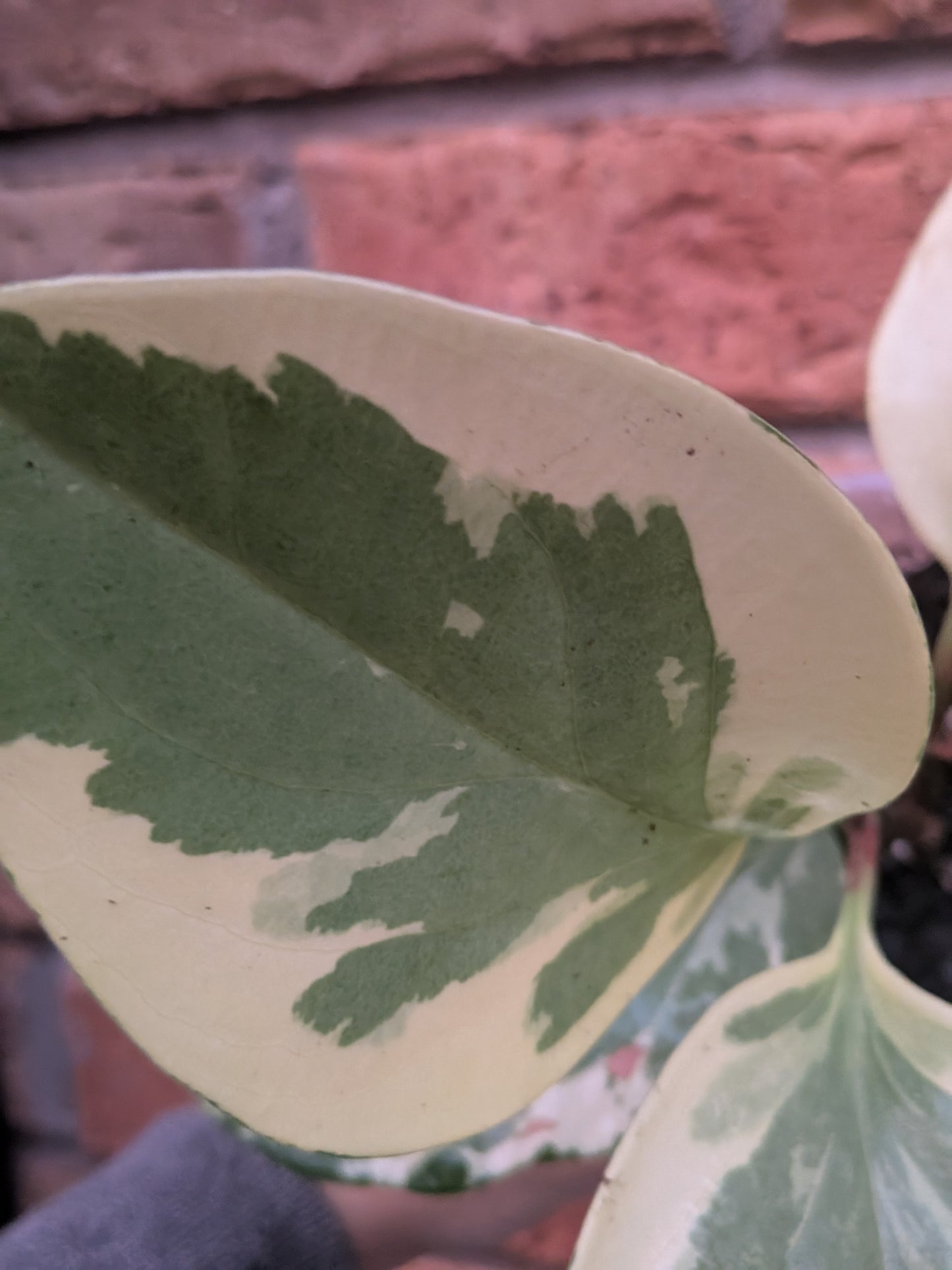 Peperomia Obtusifolia Variegata
