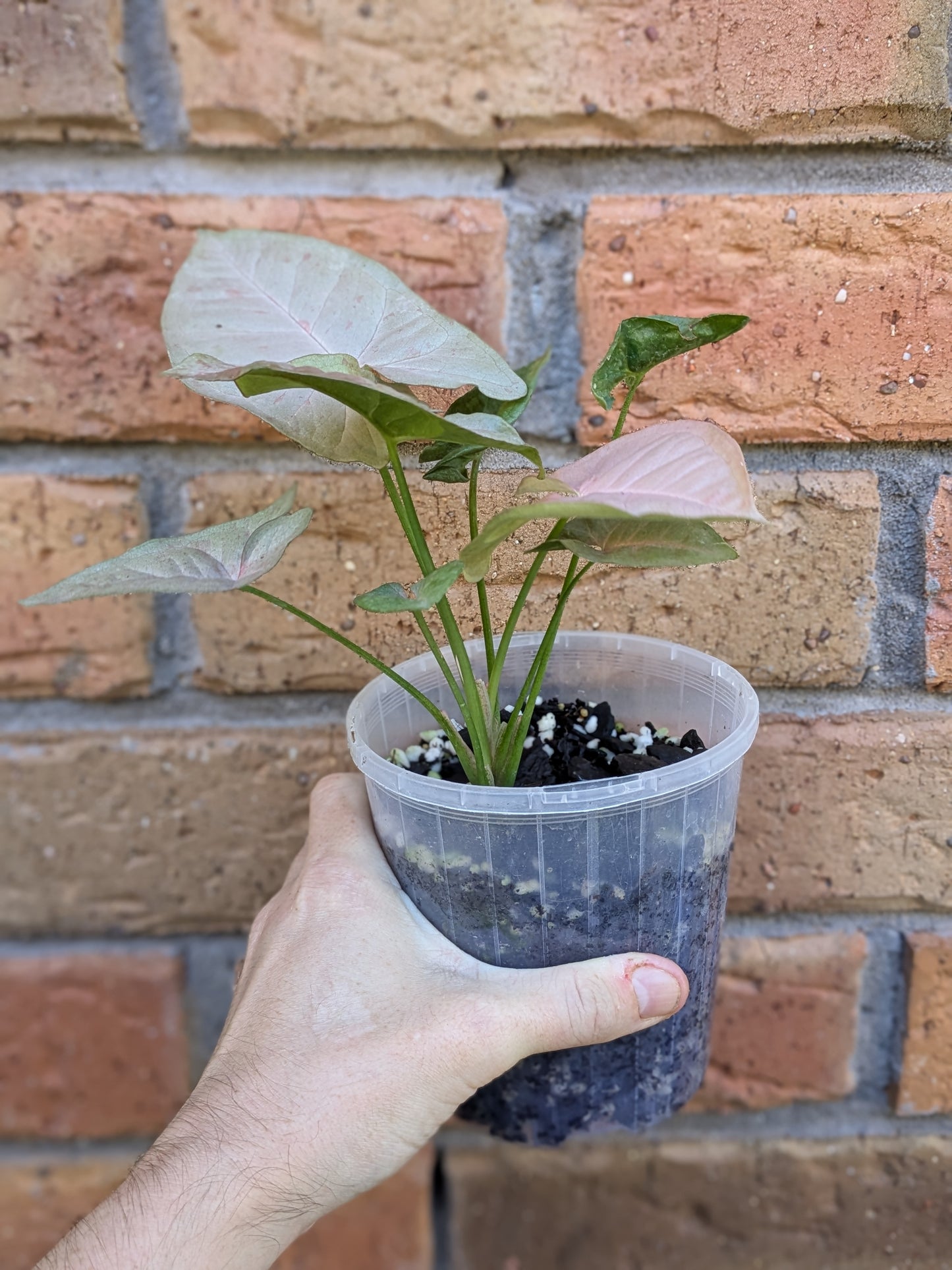 Syngonium Pink Spot