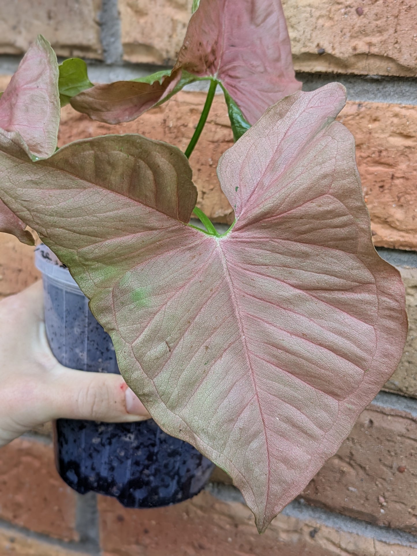 Syngonium Neon Pink