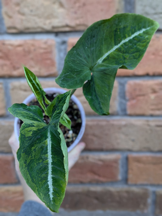 Syngonium Scrambled Eggs