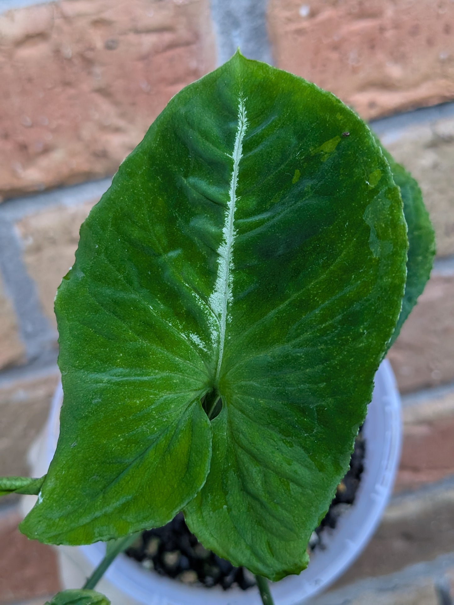 Syngonium Scrambled Eggs