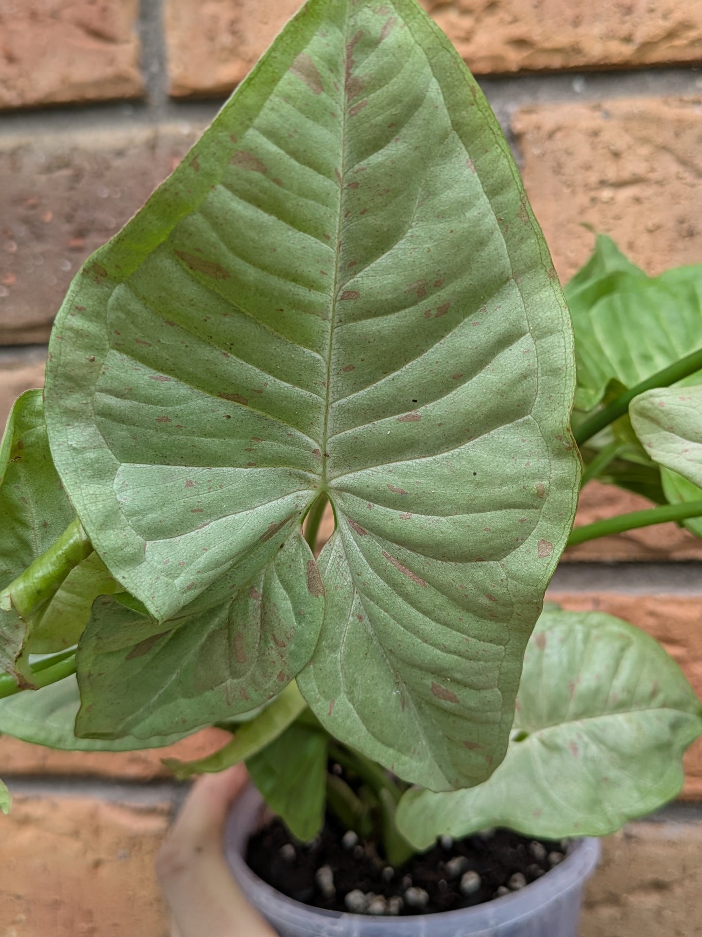 Syngonium Confetti