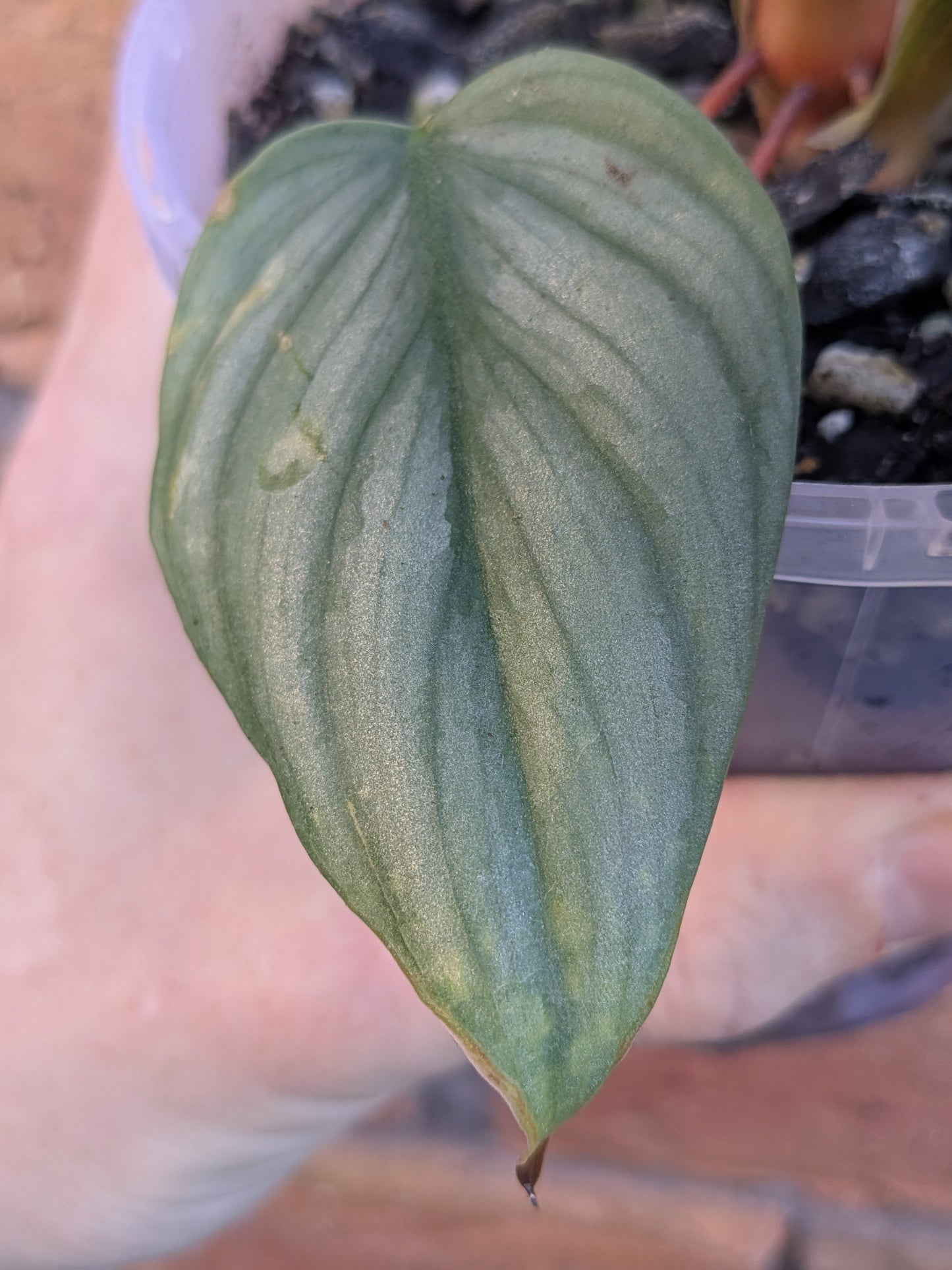 Philodendron Plowmanii