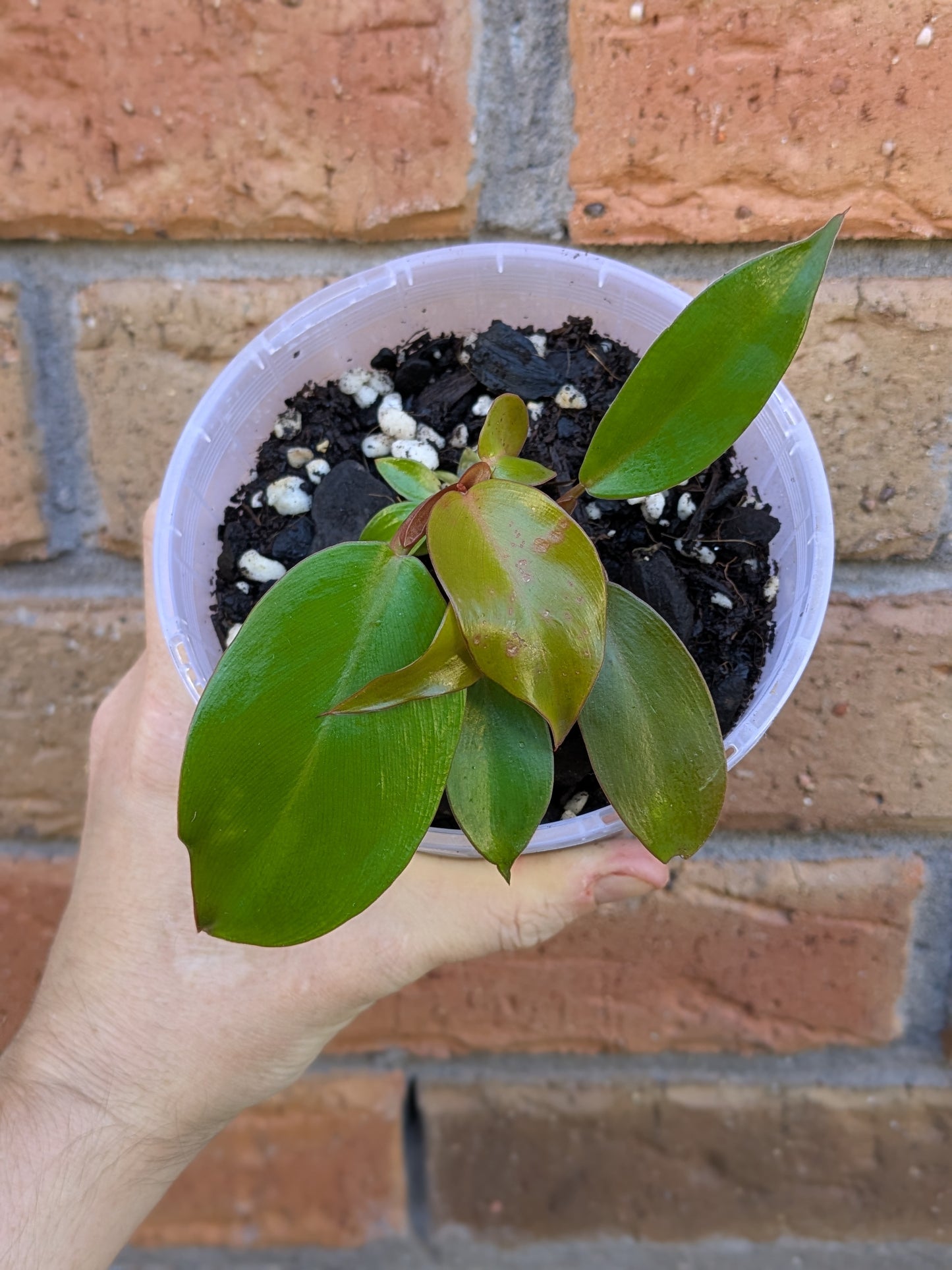 Philodendron Prince of Orange