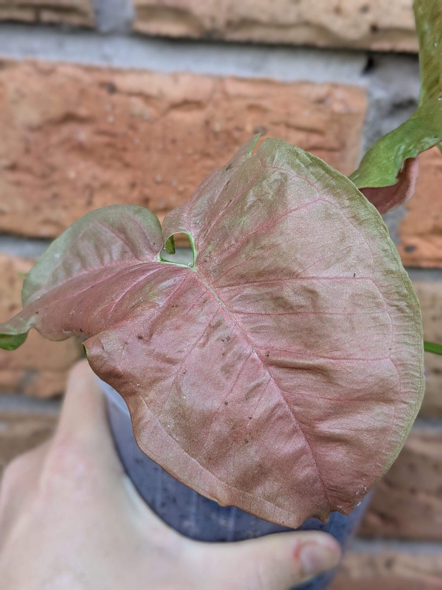 Syngonium Neon Pink