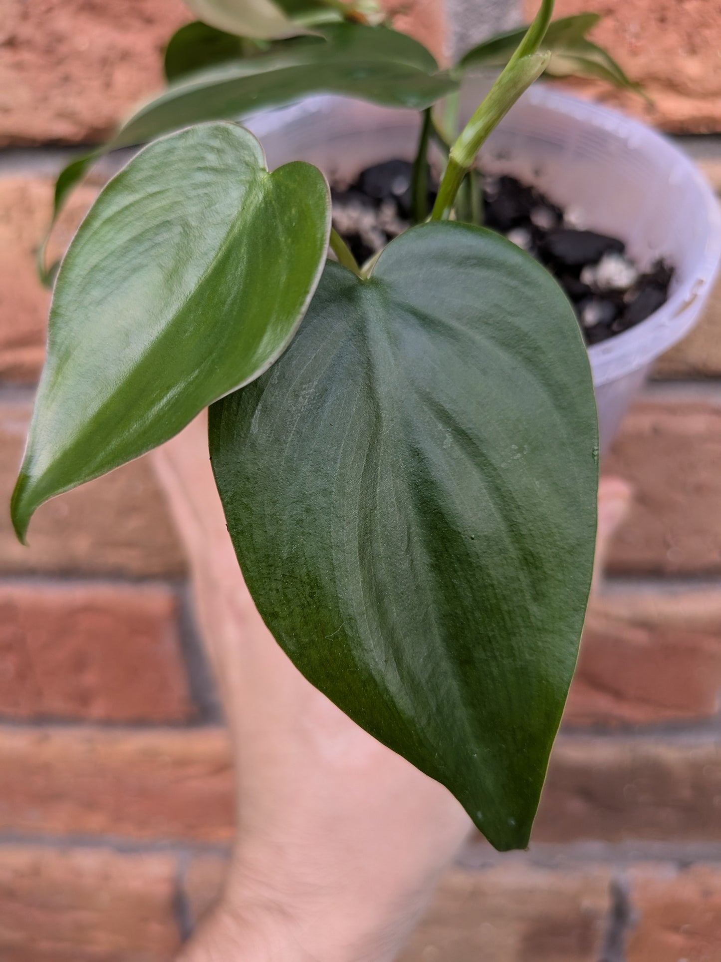 Philodendron Rio