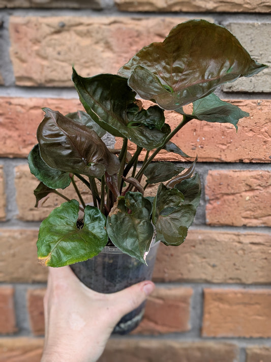 Syngonium Strawberry Ice