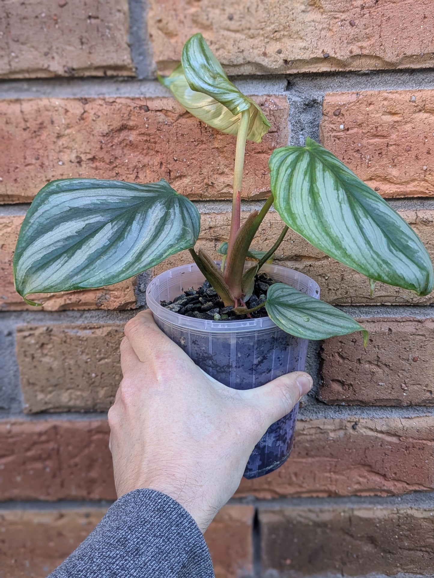 Philodendron Plowmanii